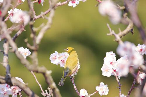 梅見の意味と由来は？梅見を使った俳句と和歌で知識を深めよう