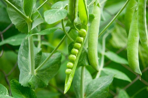 方 豆 えん どう 育て つるなしスナップエンドウのプランター栽培は支柱立てが簡単！つるありとの違いは？