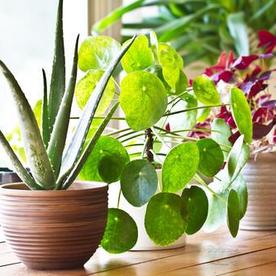 観葉植物 タグ 暮らし オリーブオイルをひとまわし