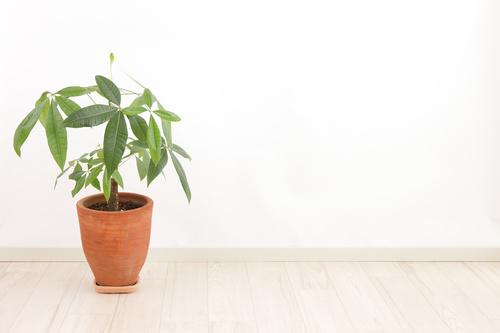 パキラの育て方 水やりのコツや剪定 植え替えなどを詳しく解説 暮らし オリーブオイルをひとまわし