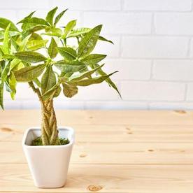 観葉植物 タグ 暮らし オリーブオイルをひとまわし