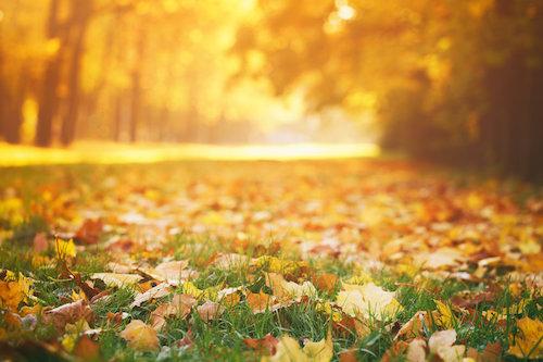 枯葉が散り積もる秋の遊歩道のイメージ写真