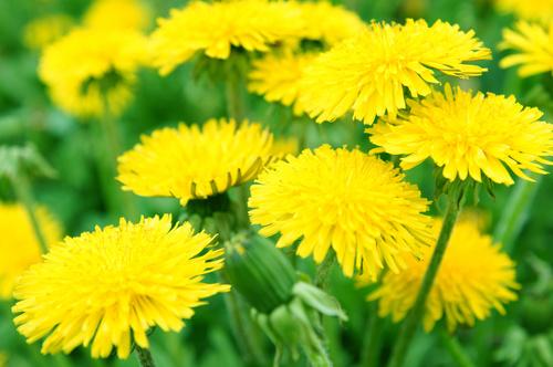 たんぽぽの綿毛 の花言葉の由来に恐怖 知ったら背筋が凍る たんぽぽの花言葉に隠された恐ろしい由来とは 暮らし オリーブオイルをひとまわし