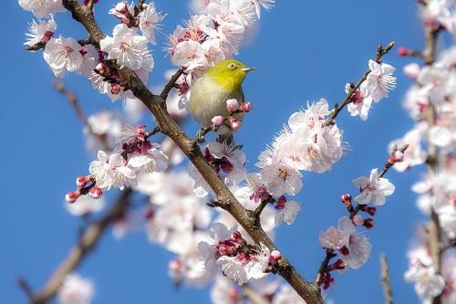 あんず