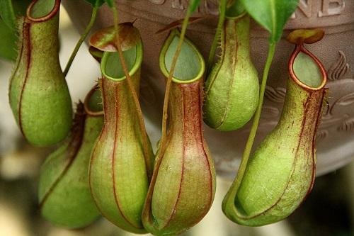 ウツボカズラの育て方のポイントまとめ 害虫や病気対策 花言葉は 暮らし オリーブオイルをひとまわし