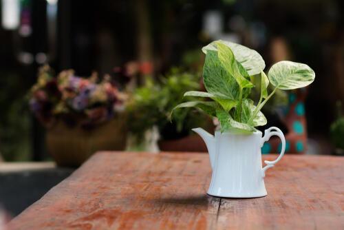 ポトスの育て方を分かりやすく解説 水やりや植え替え 増やし方は 暮らし オリーブオイルをひとまわし