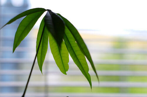 パキラの特徴とは 育て方や植え替え 剪定の方法について解説 暮らし オリーブオイルをひとまわし