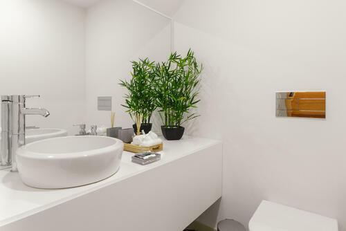 トイレに置く観葉植物のおすすめ10選 風水の効果や選び方も解説 暮らし オリーブオイルをひとまわし