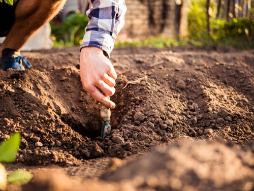 家庭菜園の土作りって何しよう 初心者向けに基本を伝授 暮らし オリーブオイルをひとまわし