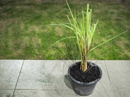 鉢に植えられたレモングラスの写真