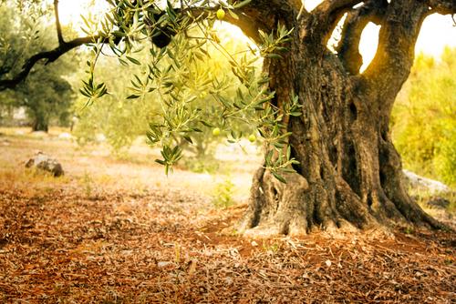 天然のオリーブの木の写真