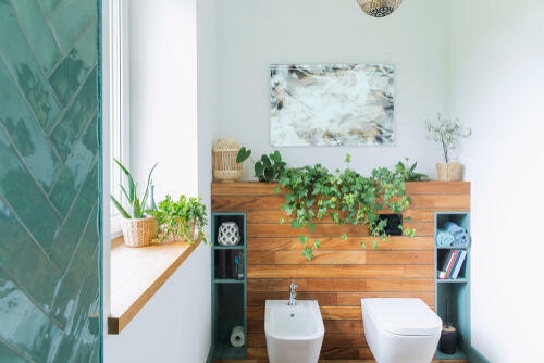 トイレに置く観葉植物に最適なものは 日陰でも育つおすすめの観葉植物 暮らし オリーブオイルをひとまわし