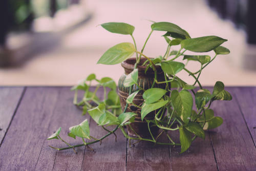 ポトスの魅力や育て方とは おすすめの種類や植え替え法などもご紹介 暮らし オリーブオイルをひとまわし