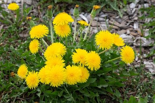 たんぽぽの綿毛 の花言葉の由来に恐怖 知ったら背筋が凍る たんぽぽの花言葉に隠された恐ろしい由来とは 暮らし オリーブオイルをひとまわし