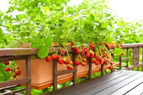 プランターで果物を育てよう！おすすめの果物や家庭菜園のコツを解説