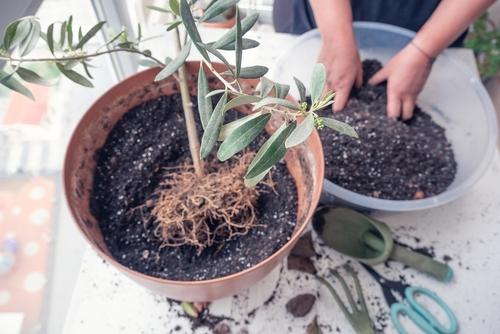 オリーブを植え付けているところの写真