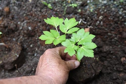 あしたばを植えようとしているところの写真