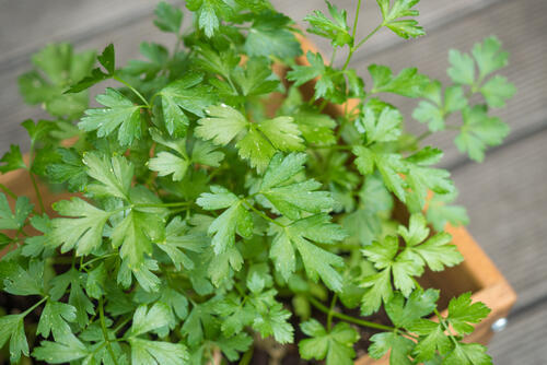 イタリアンパセリの育て方 植え付けや水やり 間引きなどを伝授 暮らし オリーブオイルをひとまわし