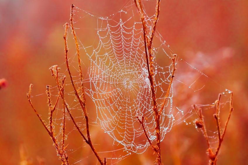 紅葉を背景とした蜘蛛の巣の写真
