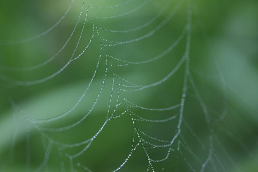 細く垂れ下がった蜘蛛の巣の写真