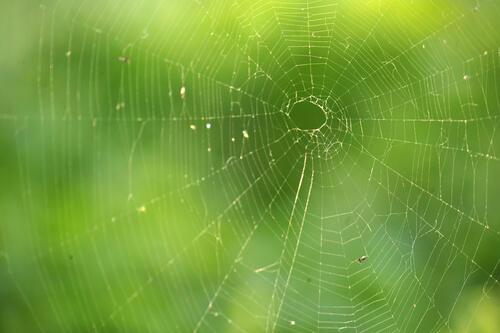 緑の背景と蜘蛛の巣の写真
