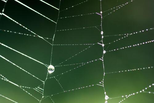 水滴が付着している蜘蛛の巣の写真