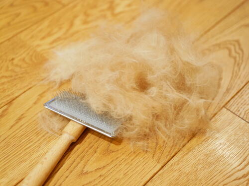 猫の毛の掃除を簡単に 場所別の方法と便利アイテムを紹介 家事 オリーブオイルをひとまわし