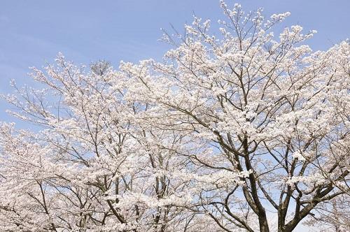 花見お役立ちグッズ。一年に一度のお楽しみは100均で揃えよう！