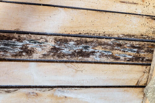 黒カビが生えてしまった木材の写真