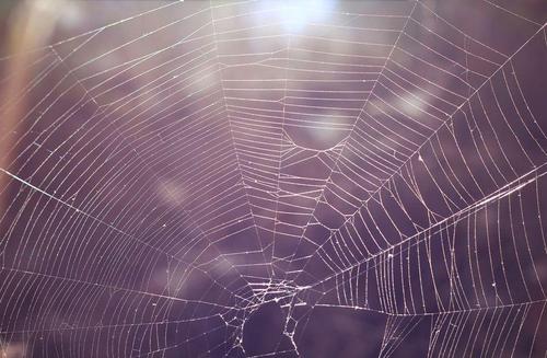 蜘蛛の巣対策を一挙に紹介 原因や張られやすい場所 防止アイテムも 家事 オリーブオイルをひとまわし