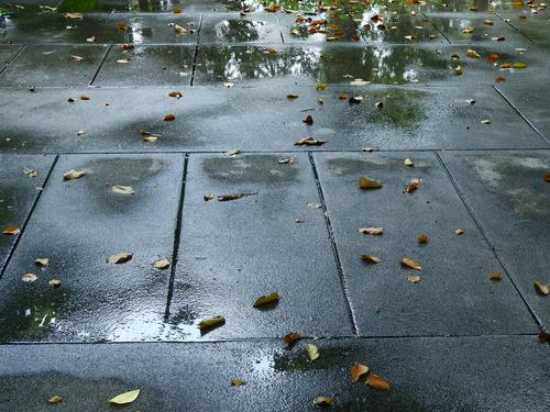 雨上がりの歩道の写真