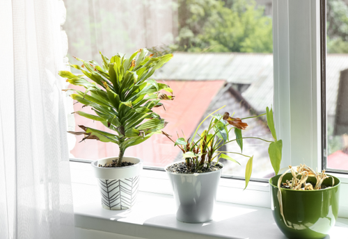 観葉植物を“ただ置くだけ”じゃもったいない！知らないと損する＜観葉植物の配置のコツ＞とは