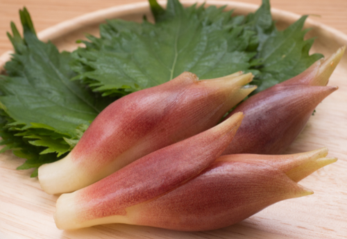 『みょうが』そのまま切るのヤメテー！⇒【料理別】で切り方を変えるだけで、驚くほどウマくなる！