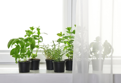家に”置くだけ”で厄介な虫が来ない！？手間なしの【虫除け対策】を徹底解説♪