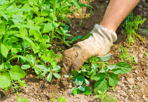 雑草に除草剤いらず！？”お金をかけずに”簡単に除草する＜衝撃の裏ワザ＞とは