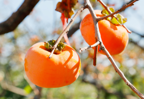 「旬の柿」そのまま切ってる人は損してます!種ありでも簡単に切れる<驚きのテクニック>