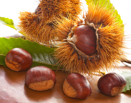 妹から届いた『生栗』を食べようとしたら…「ゾッとしました」⇒トラウマ級の恐怖体験とは！？