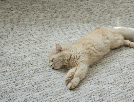 もう“極寒の部屋”で凍えずに済む！？ホットカーペットの【超絶】節約術に⇒「心置きなく使えます！」