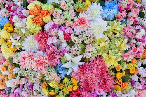 【花】贈る前に絶対チェックして！“怖い意味”の花言葉をもつ花があるよ！→「え？あの花も…？汗」