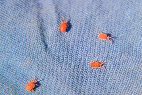 この時期注意！“潰す”のは危険かも…ベランダや外壁に出る赤い虫【タカラダニ】の実態と対策！
