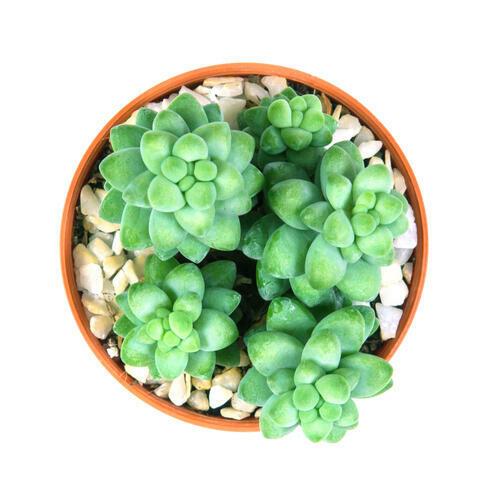 観葉植物←育てる自信がない人は必見！ズボラさんでも失敗しない【多肉植物】の育て方♪