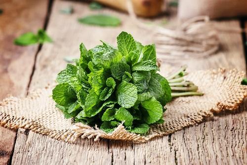 “虫”が寄り付かなくなる！？実は効果がスゴイ【最強ハーブ】8選！自然派でキッチンにも安心♪