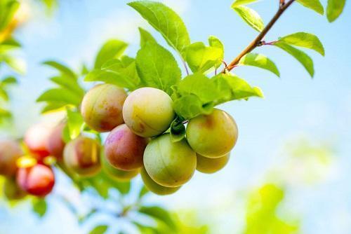 生食は【中毒症状】を招く！？誰かに話したくなる☆栄養豊富な“梅”の正しい知識♪