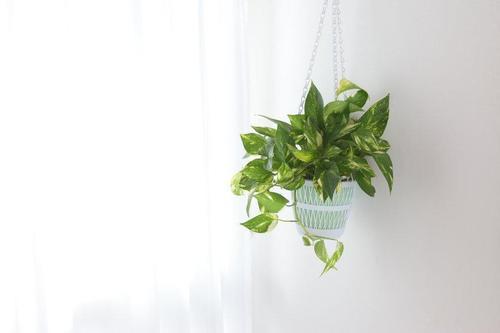 ♡が可愛い人気の観葉植物【ポトス】←実は“ズボラさん”でも簡単に育てられるって知ってた？