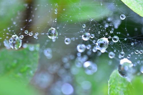 多くが「益虫」とはいえ…“蜘蛛の巣”のストレスに爆発寸前！←こんな人に試してほしい☆即効性が高い『4つの対策』