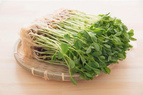 「豆苗」って何回再生できる？→1袋で“3回”楽しめる【育て方】のポイントまとめ！
