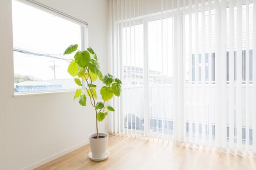 『観葉植物』ただ“置くだけ”はナンセンス！→リビングが【驚くほどおしゃれに】なる置き方のコツと正しいお手入れ方法◎