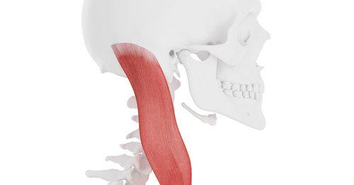 胸鎖乳突筋の位置を示したイラスト