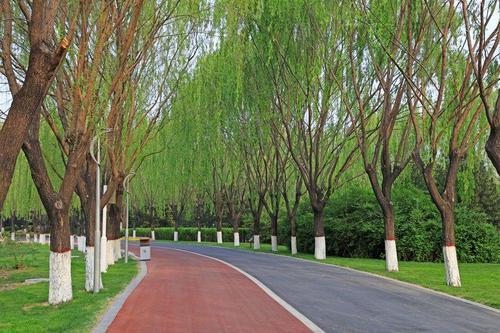 公園などのジョギングコースの写真