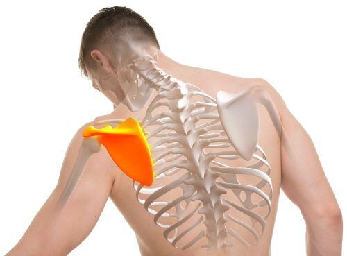 肩甲骨の位置を示すイラスト